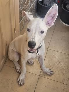 dogo argentino