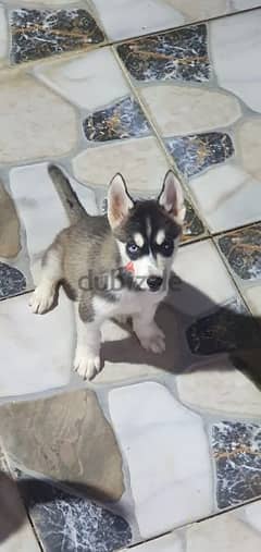 Husky pure male