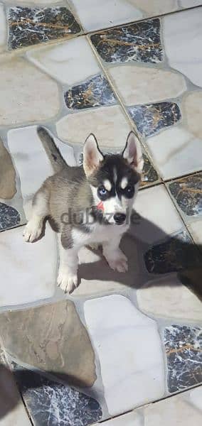 Husky pure male