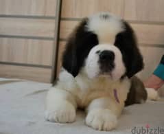 wonderful Males saint Bernard from Russia