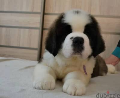 wonderful Males saint Bernard from Russia