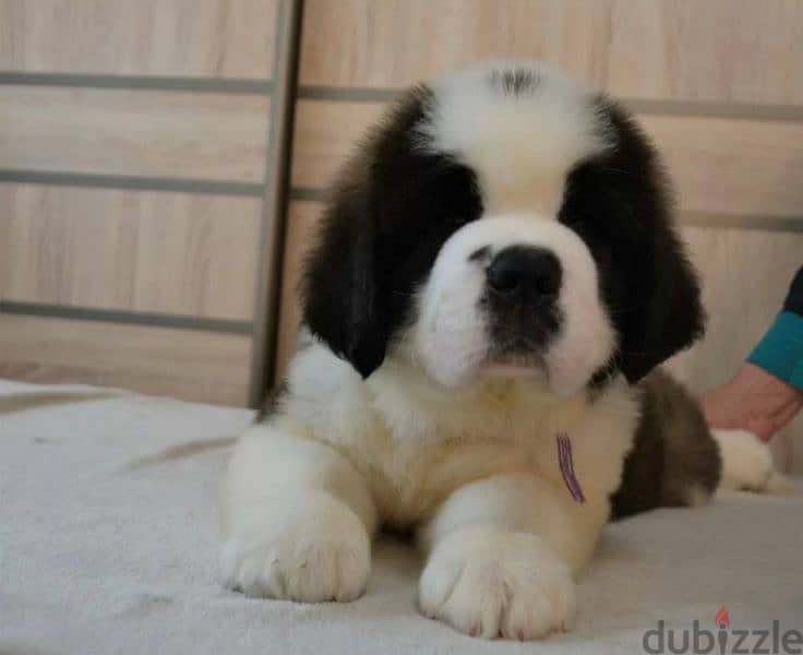 wonderful Males saint Bernard from Russia 0