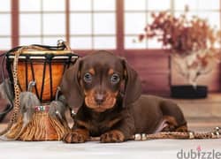 Miniature Dachshund puppy boy from Russia