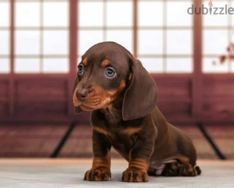 Miniature Dachshund puppy boy from Russia 1