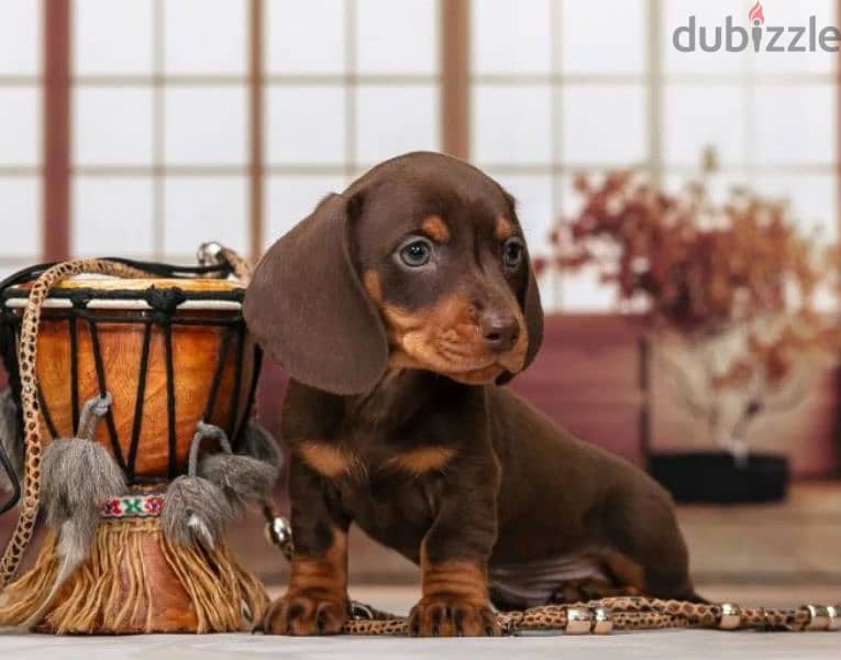 Miniature Dachshund puppy boy from Russia 2