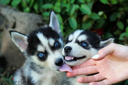 Blue eyed pomsky boy from Russia