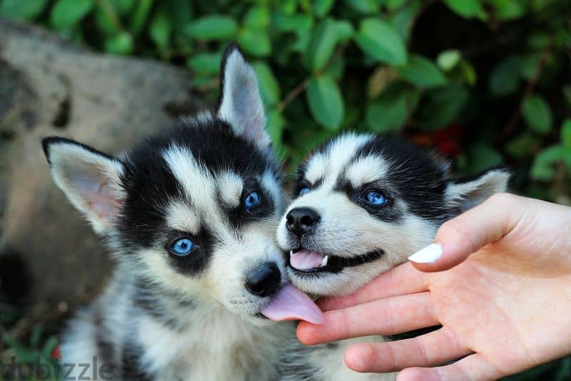 Blue eyed pomsky boy from Russia 0