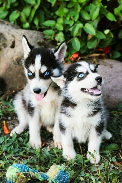 Blue eyed pomsky boy from Russia 1