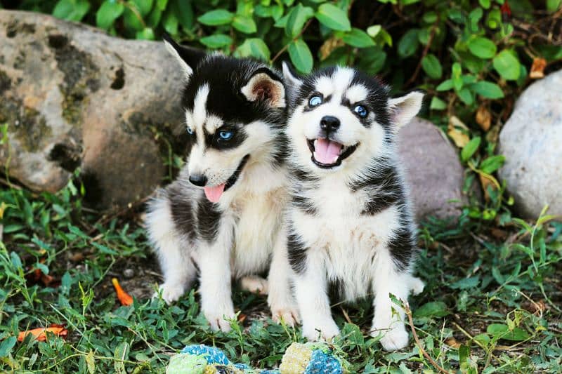 Blue eyed pomsky boy from Russia 2