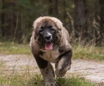 Gorgeous Caucasian shepherd boy from Russia