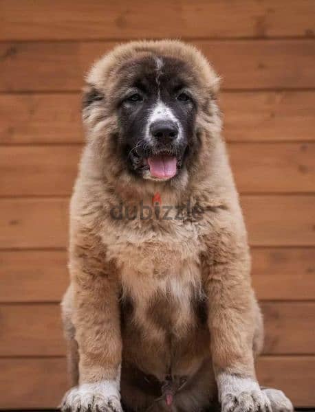 Gorgeous Caucasian shepherd boy from Russia 1