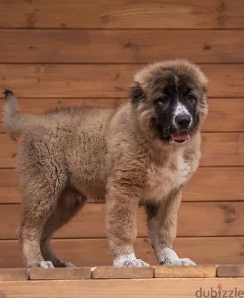 Gorgeous Caucasian shepherd boy from Russia 2