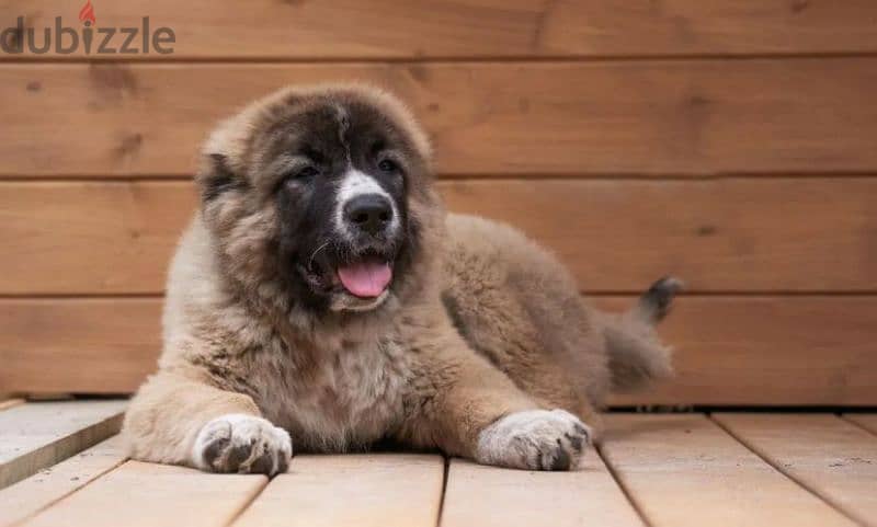 Gorgeous Caucasian shepherd boy from Russia 3