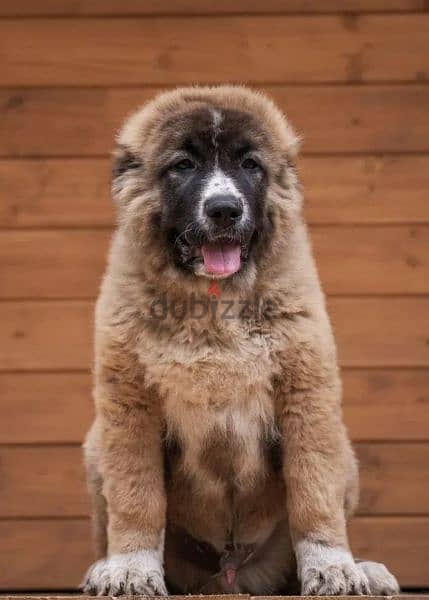 Gorgeous Caucasian shepherd boy from Russia 4