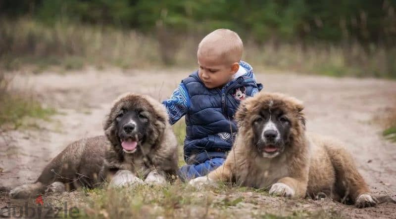 Gorgeous Caucasian shepherd boy from Russia 5