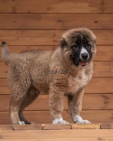 Gorgeous Caucasian shepherd boy from Russia 6