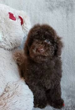 Toy Poodle Male miniature from Russia