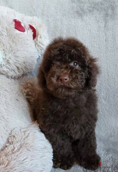 Toy Poodle Male miniature from Russia 0