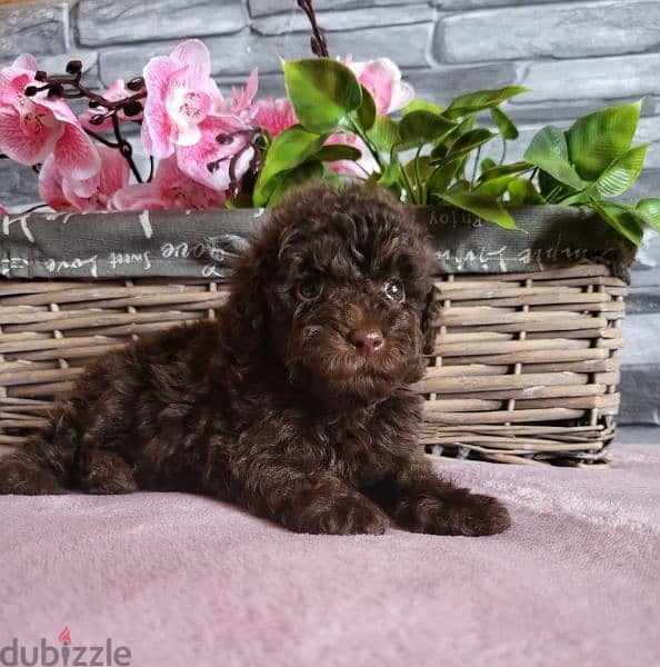 Toy Poodle Male miniature from Russia 1