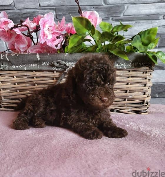 Toy Poodle Male miniature from Russia 2