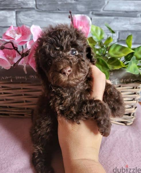 Toy Poodle Male miniature from Russia 3