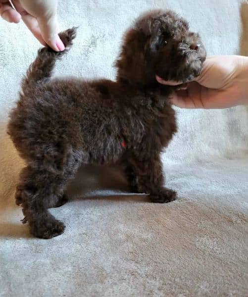 Toy Poodle Male miniature from Russia 4