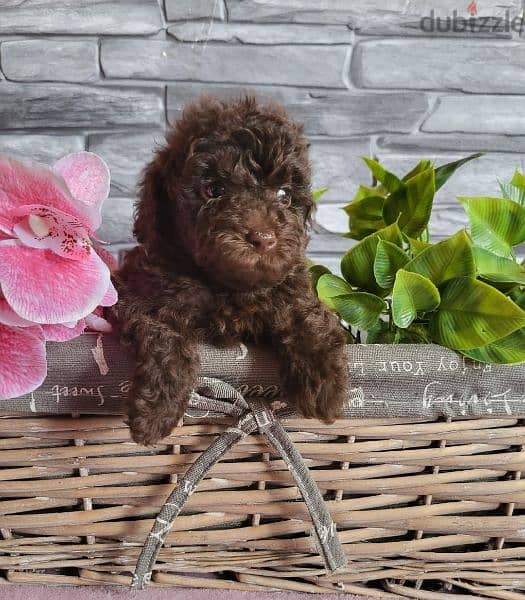 Toy Poodle Male miniature from Russia 5