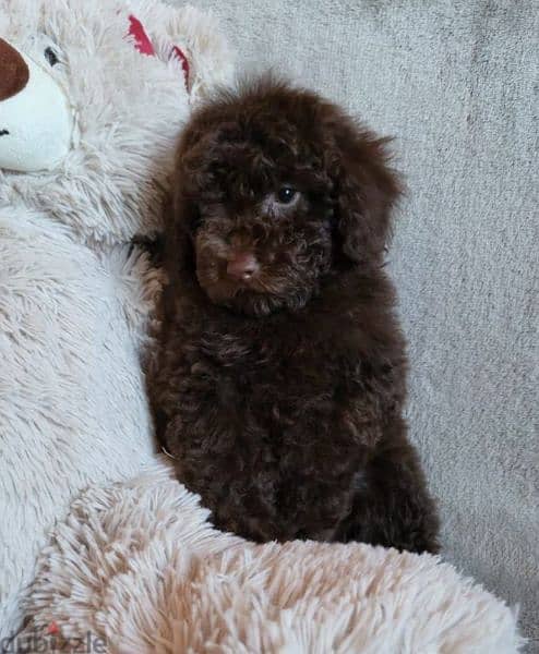 Toy Poodle Male miniature from Russia 6