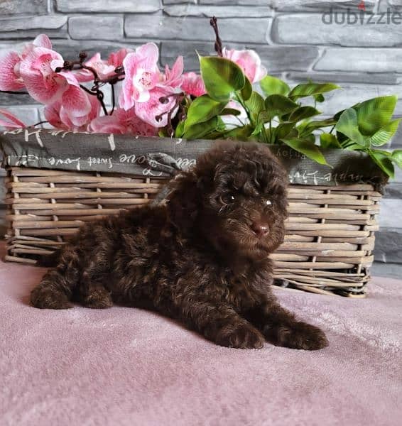 Toy Poodle Male miniature from Russia 7