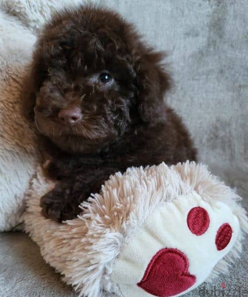 Toy Poodle Male miniature from Russia 8