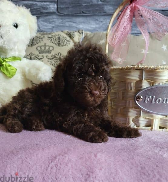 Toy Poodle Male miniature from Russia 9