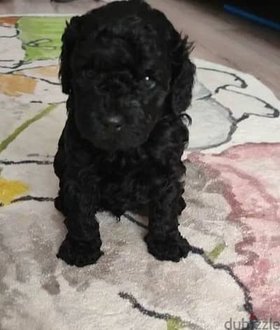 Toy miniature poodle boy from Russia