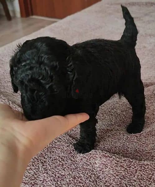 Toy miniature poodle boy from Russia 1