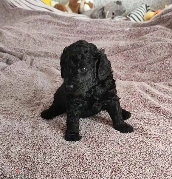 Toy miniature poodle boy from Russia 2