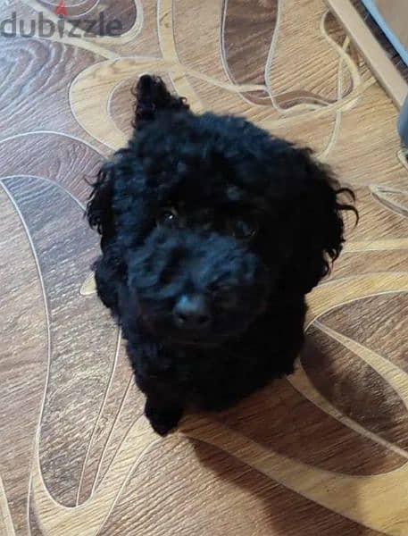 Toy miniature poodle boy from Russia 3