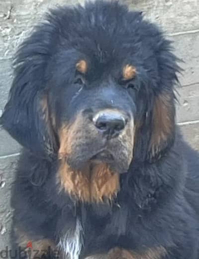 Tibetan mastiff boy from Russia