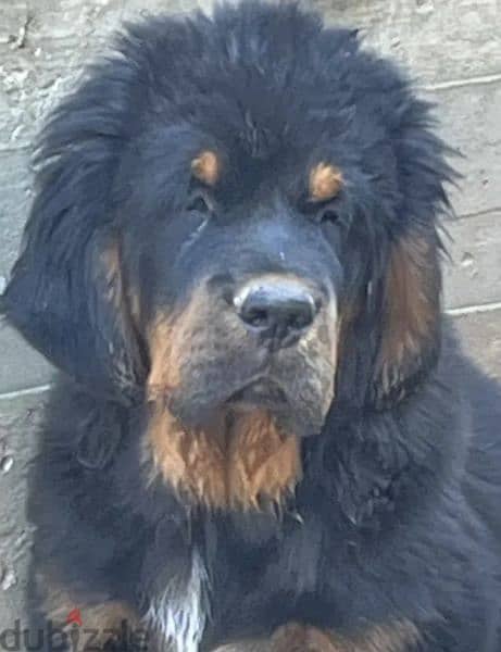 Tibetan mastiff boy from Russia 0