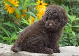 Toy Poodle chocolate Male From Russia 0