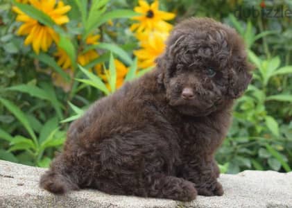 Toy Poodle chocolate Male From Russia