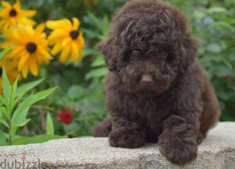 Toy Poodle chocolate Male From Russia 1