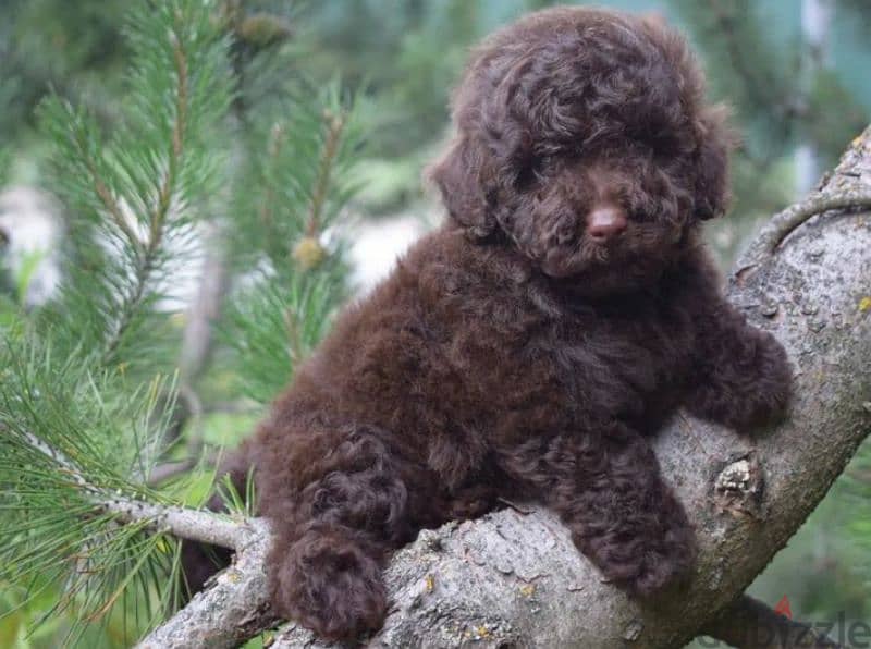 Toy Poodle chocolate Male From Russia 2