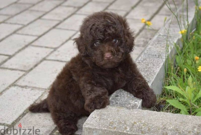 Toy Poodle chocolate Male From Russia 3