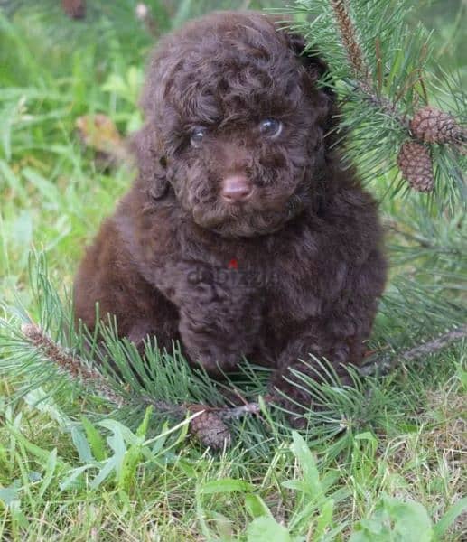 Toy Poodle chocolate Male From Russia 4