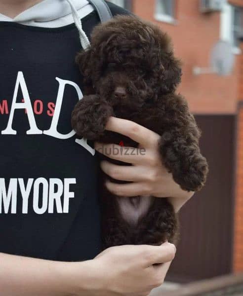 Toy Poodle chocolate Male From Russia 5