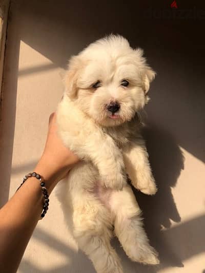 havanese هافنيز