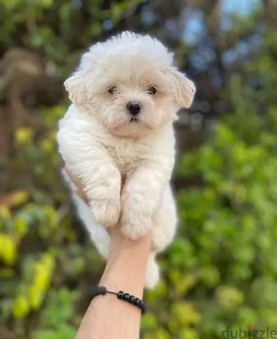 havanese هافنيز