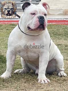 Male  American bully 0