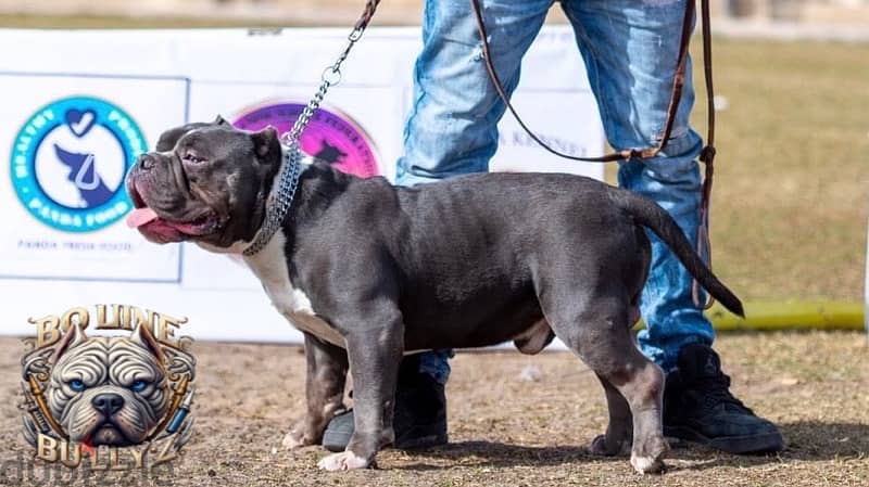 American bully  baby’s 1