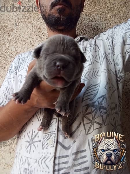 American bully  baby’s 5