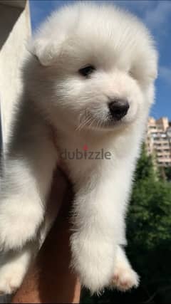 samoyed سامويد